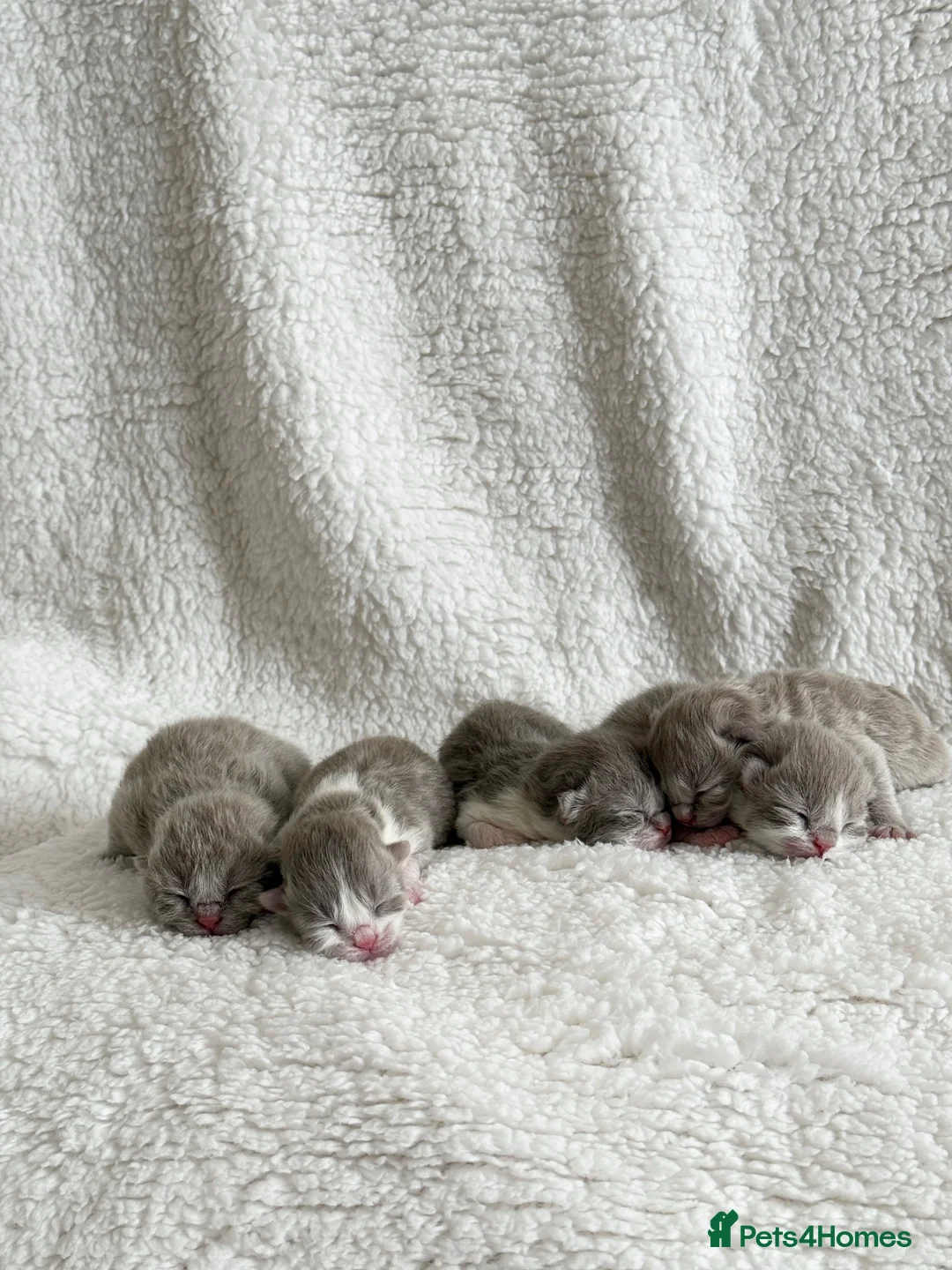 British Shorthair cats for sale: British shorthair kittens  - Advert 1