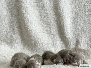 British Shorthair cats British shorthair kittens - Advert 1