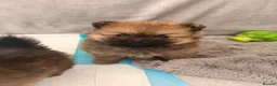 Pomeranian dogs for sale: 2 amazing males available - Advert 4