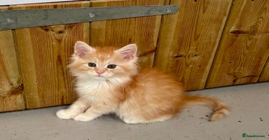 Maine Coon cats - Advert 10
