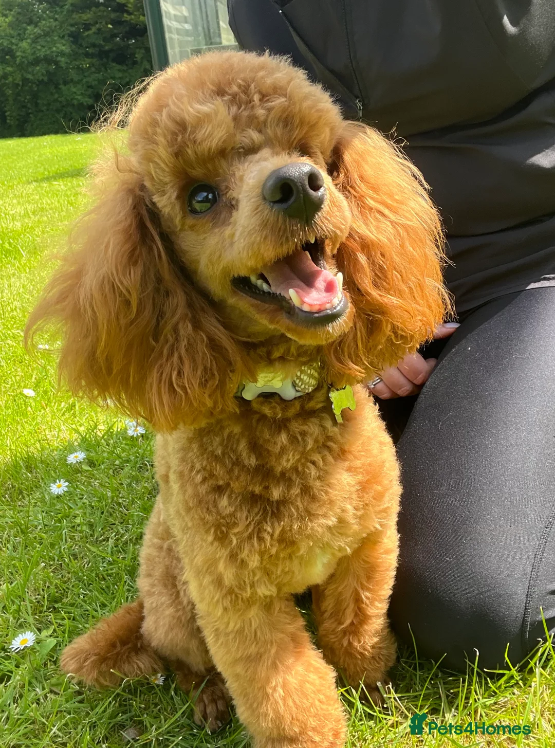 Schnoodle dogs for sale: F1 Toy Mega Coat Schnoodles - Advert 7