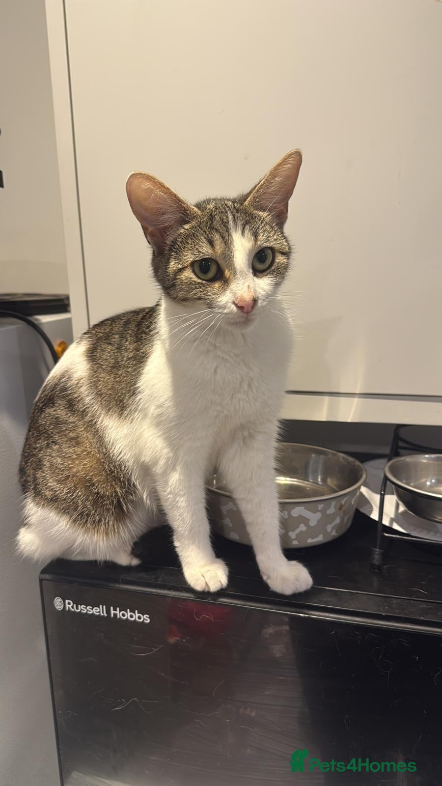 Mixed Breed cats 2 x kittens 1 Boy and 1 Girl - Advert 3