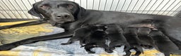 Labrador Retriever dogs for sale: Beautiful kc reg black labradors - Advert 1