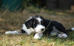 Mixed Breed dogs for sale: Collie mixed breed puppies - Image 1