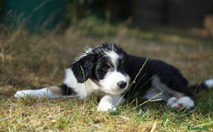Mixed Breed dogs - Advert 2
