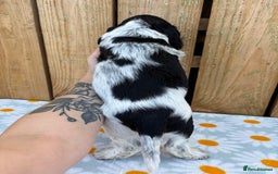 Cocker Spaniel dogs for sale: Ready 30th august import lines  - Image 29