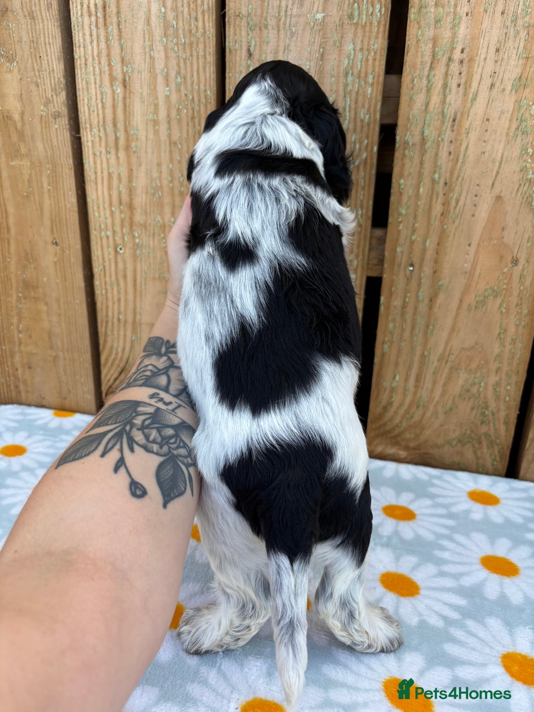 Cocker Spaniel dogs for sale: Ready 30th august import lines  - Image 29