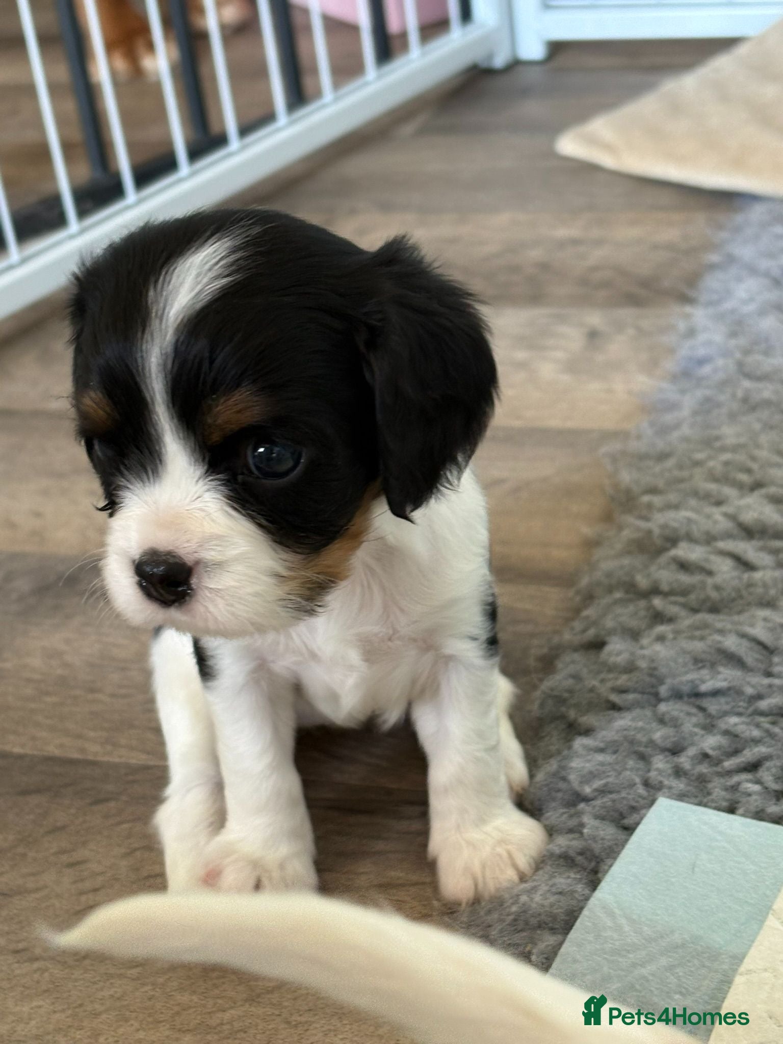 Cavalier King Charles Spaniel dogs DNA Tested Cavalier King Charles Spaniels Puppies - Advert 2