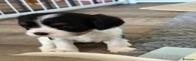 Cavalier King Charles Spaniel 3