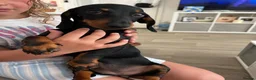 Miniature Dachshund dogs for sale: Darling slug  - Advert 5