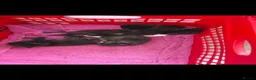 Mixed Breed cats for sale: 2 female kittens for sale  in Littlehampton - Advert 4
