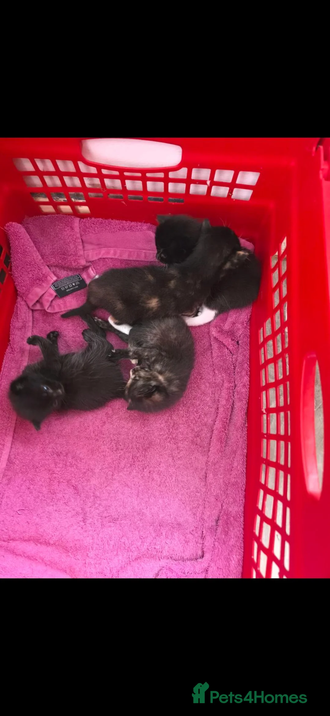 Mixed Breed cats for sale: 2 female kittens for sale  in Littlehampton - Advert 4