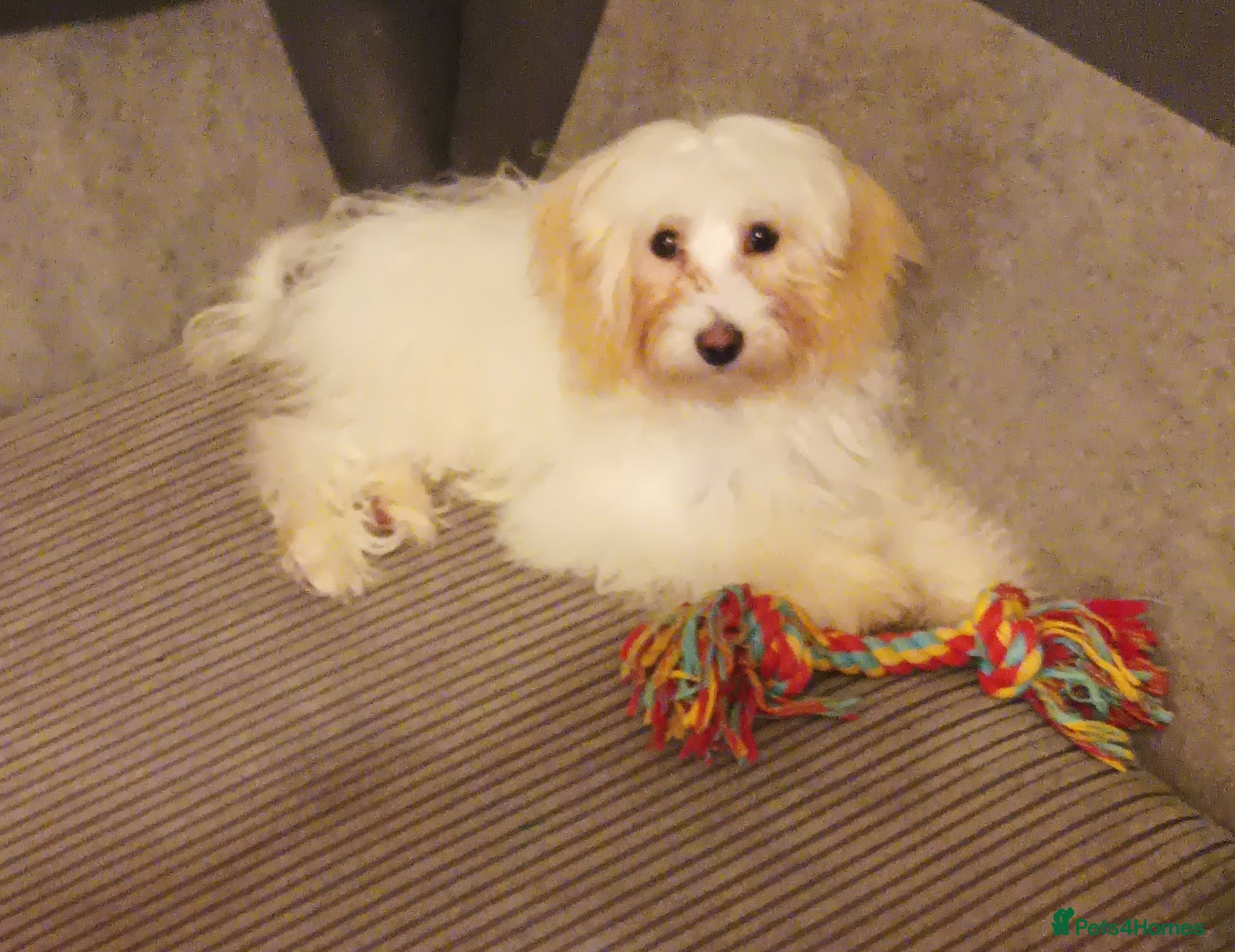 Maltipoo dogs Beautiful Maltipoo puppies  - Advert 3