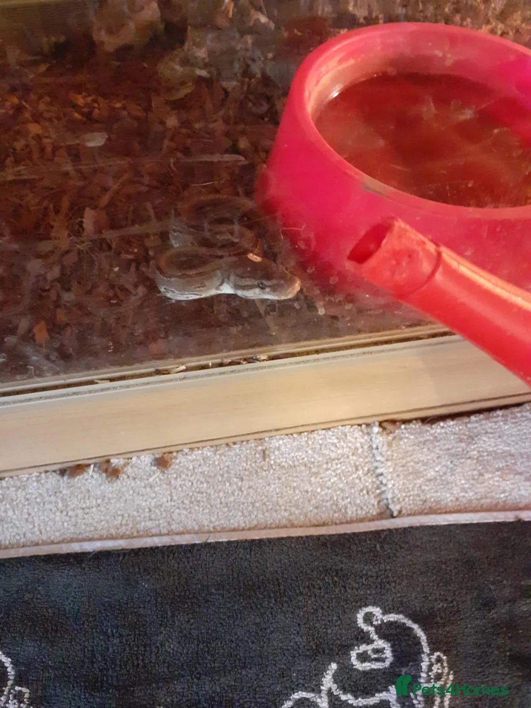 Python Snake reptiles for sale: Snakes for sale  in Norwich - Advert 8