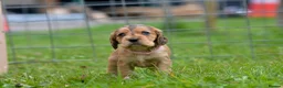 Cocker Spaniel dogs for sale: Stunning Cocker Spaniel Puppies  - Advert 25