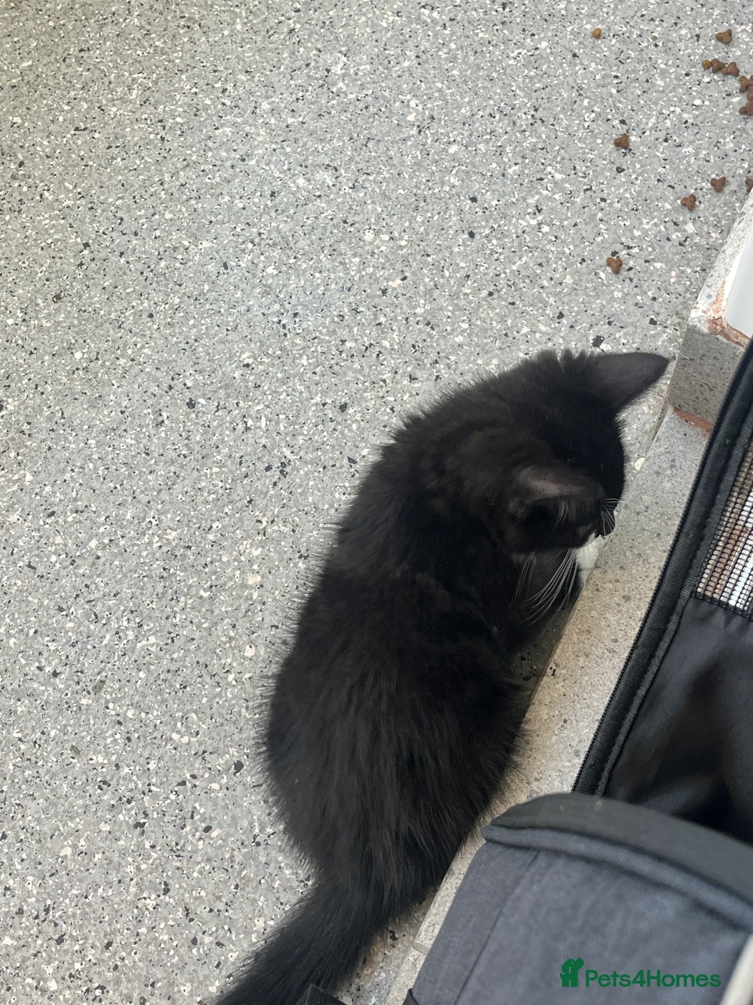 Mixed Breed cats for sale: kitten 8 weeks old  in Rotherham - Advert 5