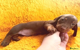 Dachshund dogs for sale: dachshund puppies  - Image 4