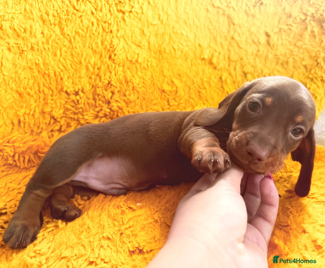Dachshund dogs for sale: dachshund puppies  - Image 4