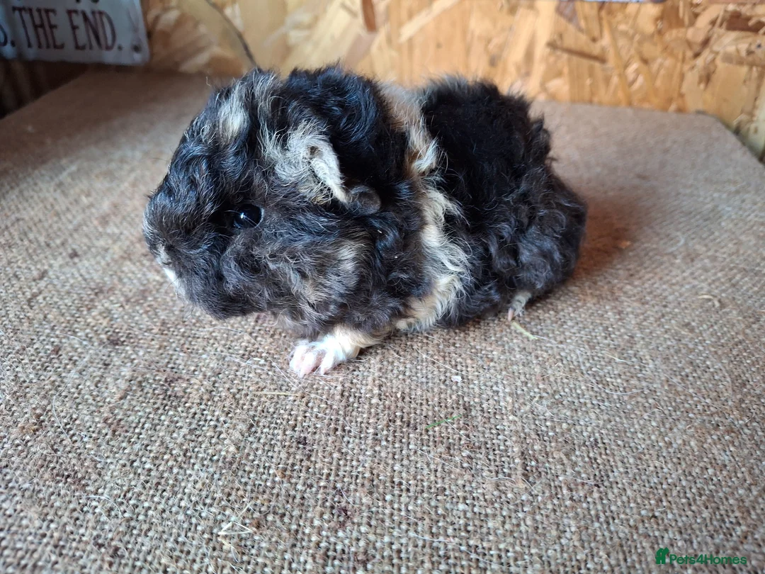 Guinea Pig rodents for sale: Lunkarya - Advert 2