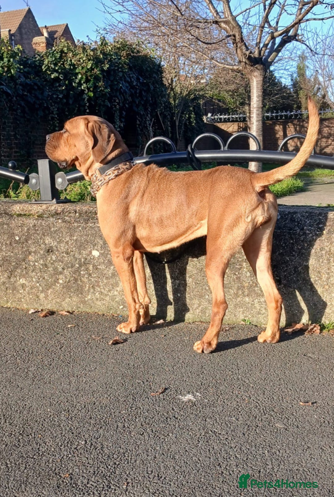 Cane Corso dogs for sale: Puppy for a new home  - Advert 3