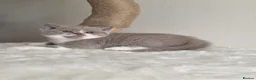British Shorthair cats for sale: Supreme champion GCCF British Shorthair Kittens  - Advert 11