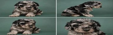 Cockapoo 2