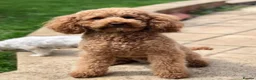 Cavapoo dogs for sale: Beautiful Red Cavapoo Puppies F1BB in Boston - Advert 5