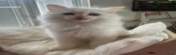 Ragdoll cats for sale: 💜🧡💙GCCF REG RAGDOLL babies see full description - Advert 15
