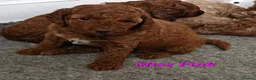 Mini Goldendoodle dogs for sale: Miniature Goldendoodle F1bb - Advert 5