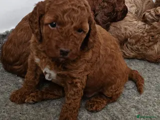 Mini Goldendoodle dogs Miniature Goldendoodle F1bb - Advert 12