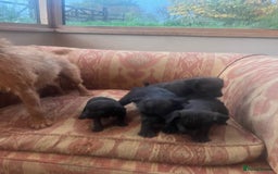 Mixed Breed dogs for sale: Lakeland Patterdale Working lines - Image 2