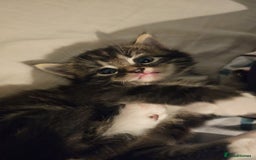 Mixed Breed cats for sale: Mixed breed with Maine Coone kitten  - Image 11