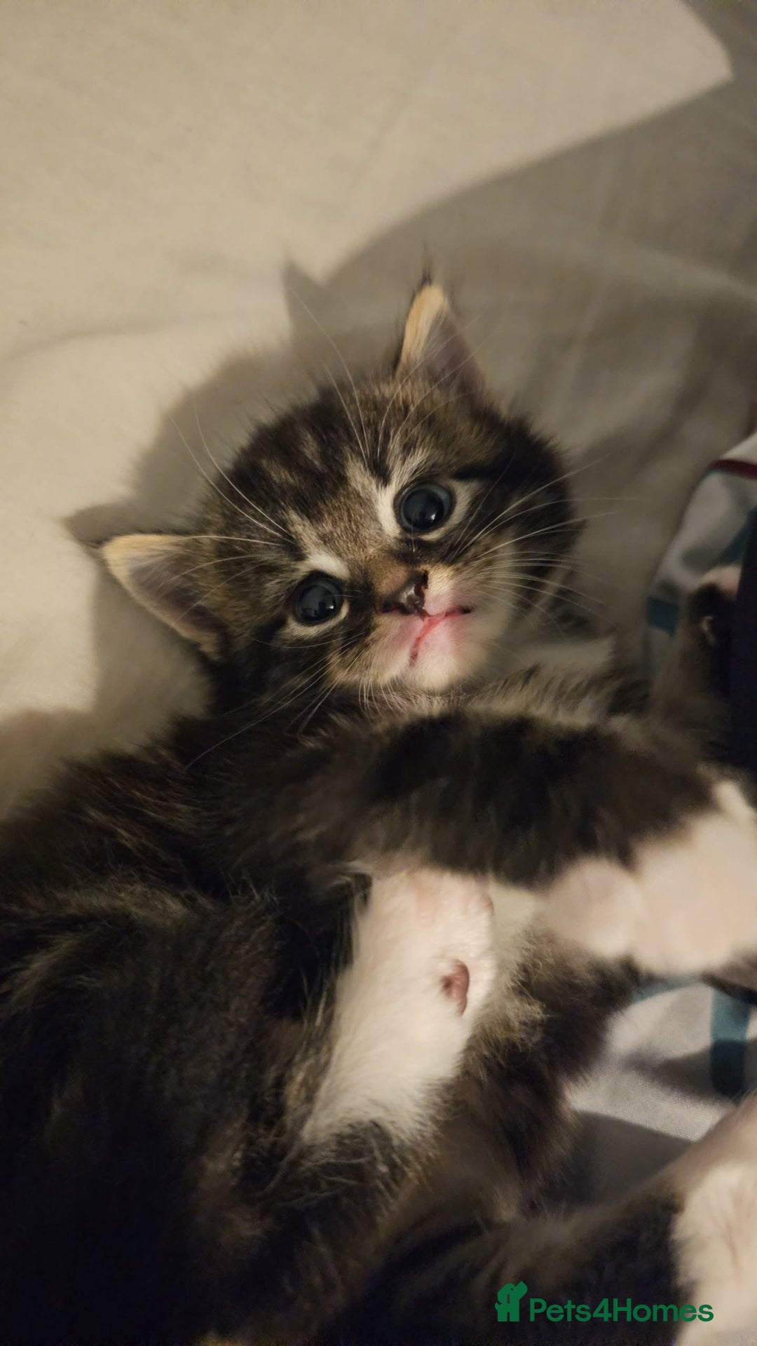Mixed Breed cats for sale: Mixed breed with Maine Coone kitten  - Image 11