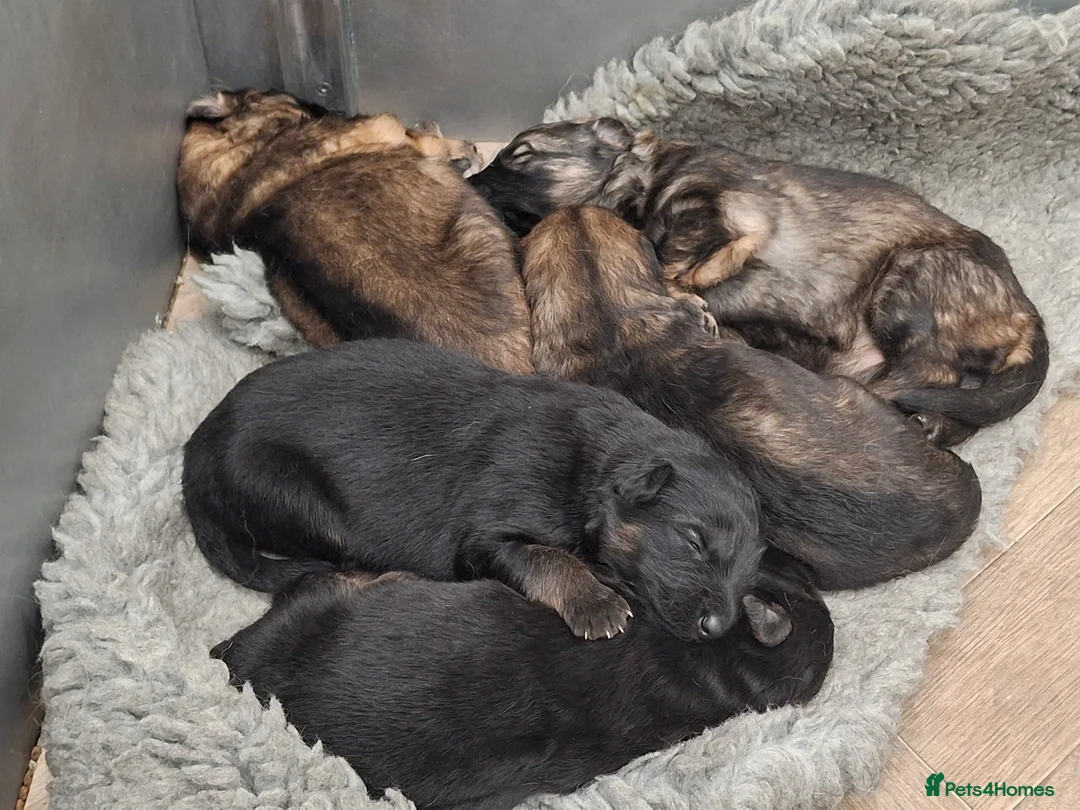 German Shepherd dogs for sale: Kennel club registered straight back GSD - Advert 6
