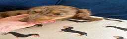 Dachshund dogs for sale: Chocolate dapple mini long haired boy dachshund - Advert 8