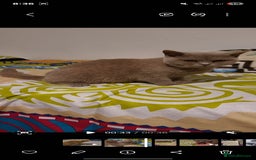 British Shorthair cats for sale: British Shorthair lilac  - Advert 4