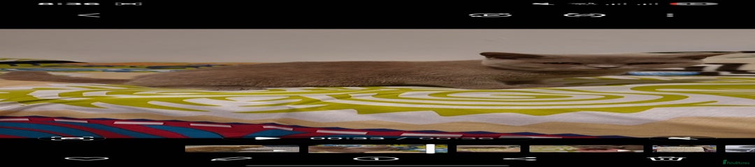 British Shorthair Kitten 1