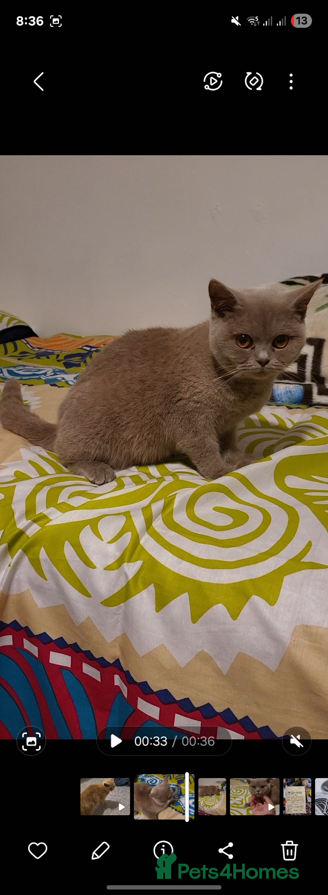 British Shorthair cats for sale: British Shorthair lilac  - Advert 4