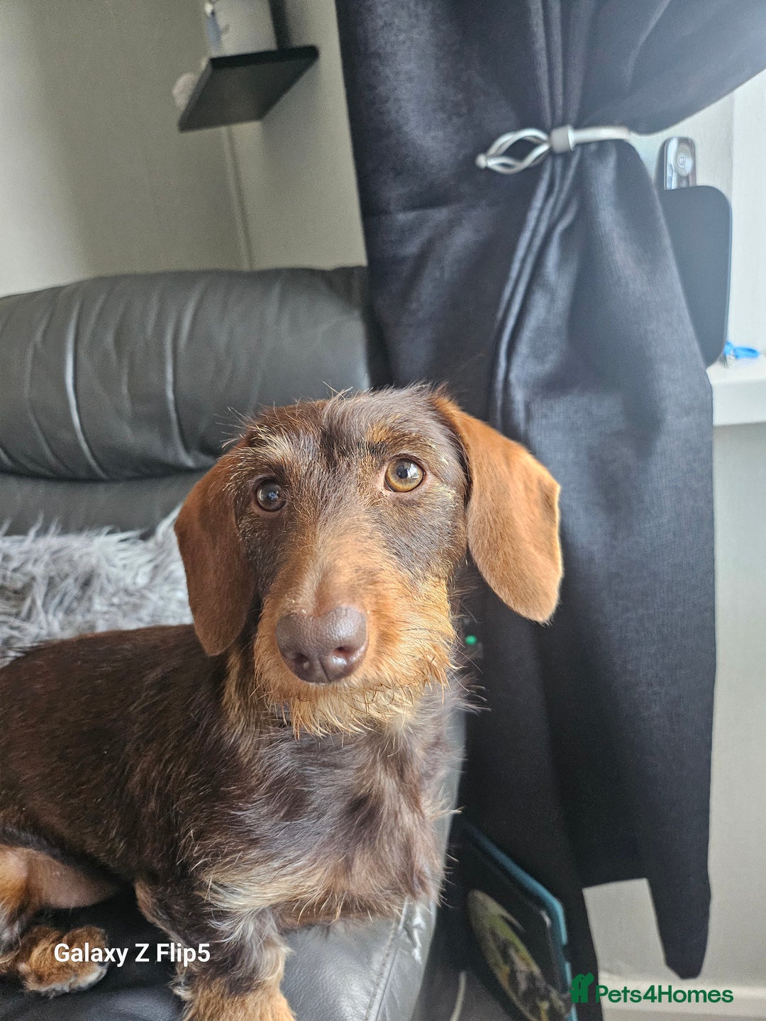 Dachshund dogs for sale: TWO DAUSHUNDS - Image 37