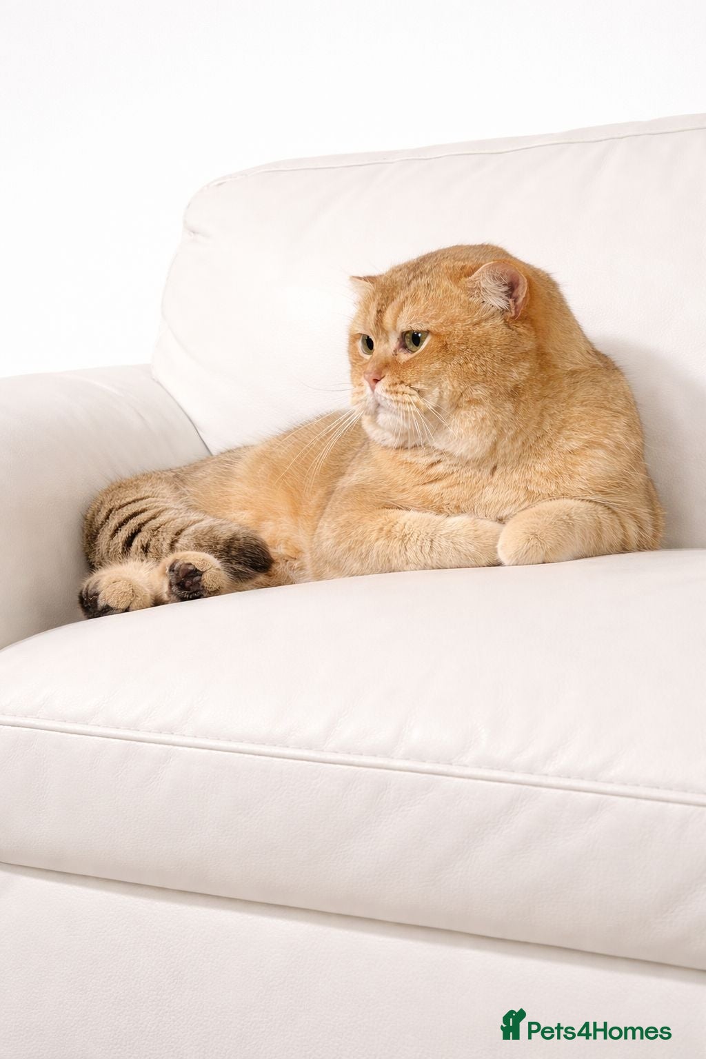 British Shorthair cats British cat - Advert 4