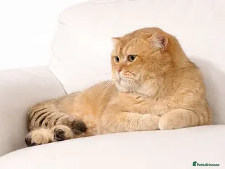 British Shorthair cats British cat - Advert 4