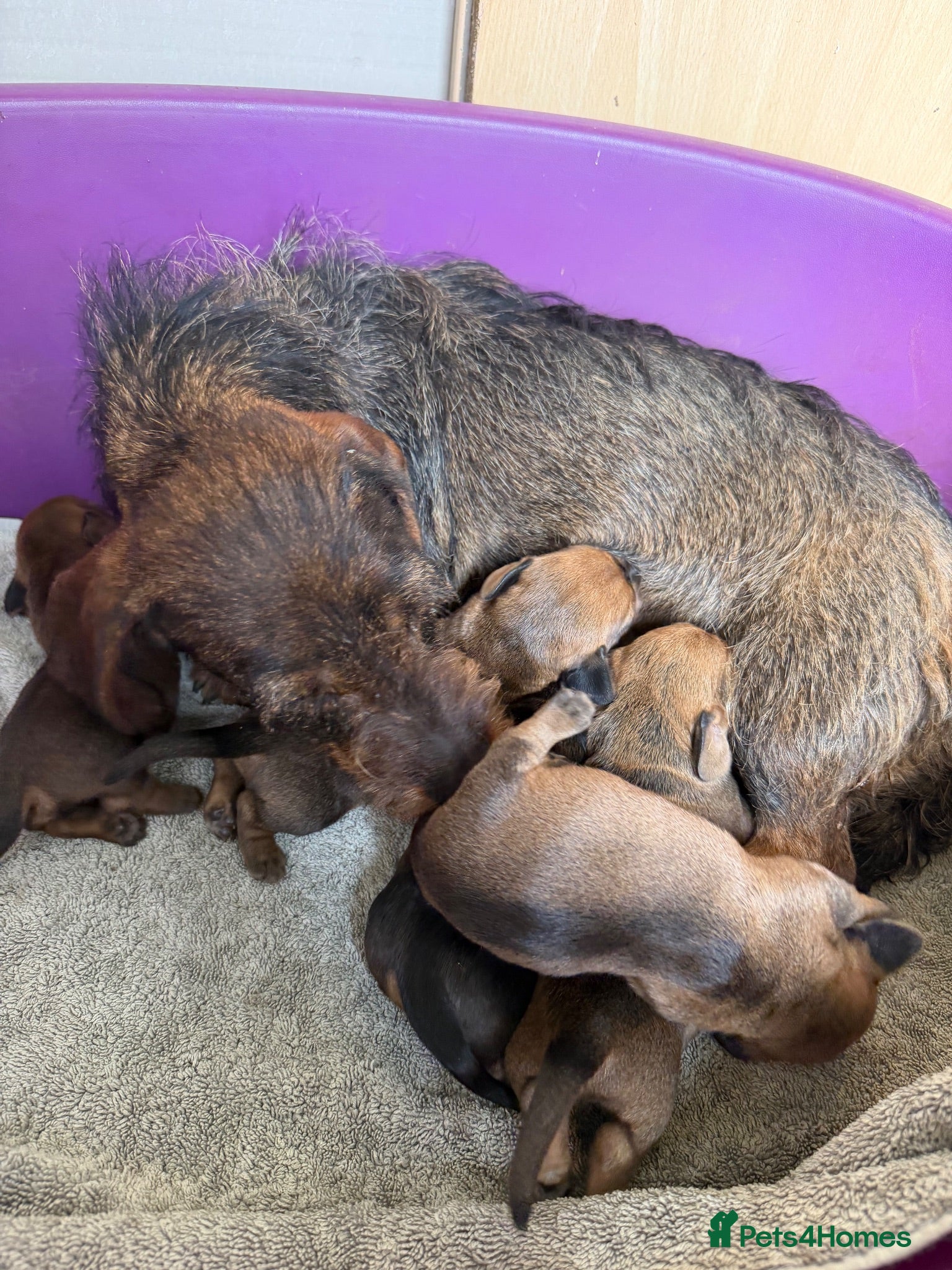 Miniature Dachshund dogs Beautiful wire miniature dachshund puppies 4 sale - Advert 2