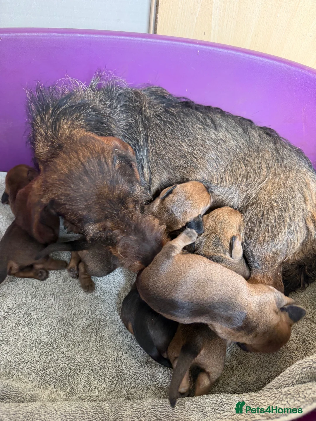 Miniature Dachshund dogs for sale: Beautiful wire miniature dachshund puppies 4 sale - Advert 2