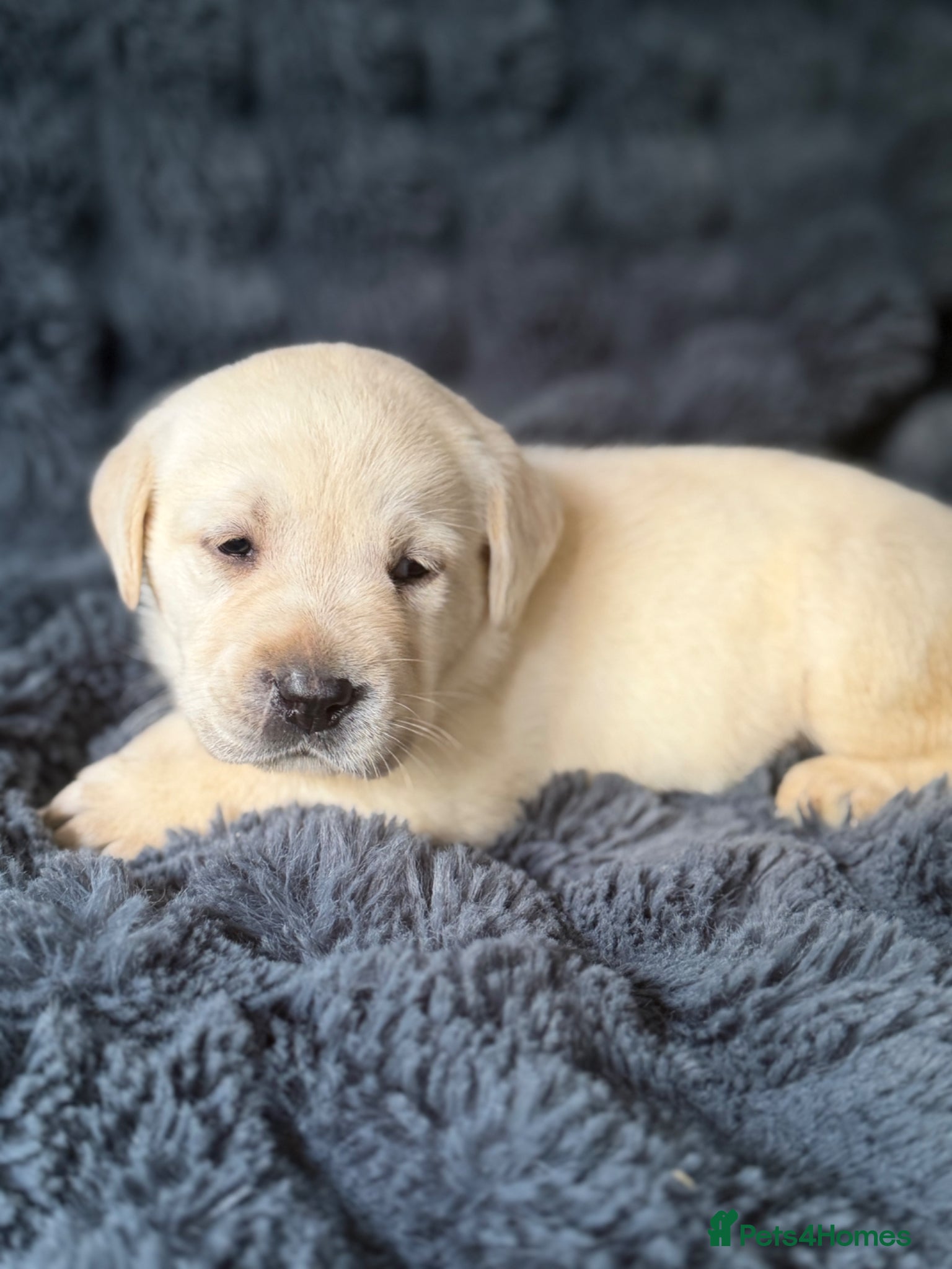 Labrador Retriever dogs 🐾 Outstanding Champion-line Labrador Puppies  🐾 - Advert 1