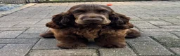 Cocker Spaniel dogs for sale:  TRUE Top Quality Chocolate SHOW Cocker  - Advert 3