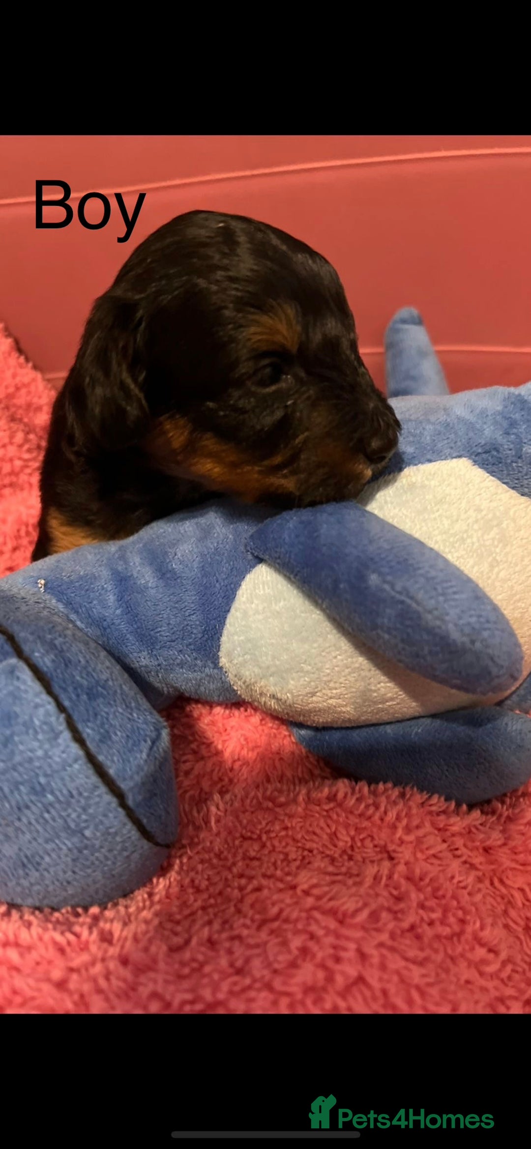 Schnoodle dogs for sale: Gorgeous American Toy Schnoodle Puppies For Sale - Advert 6