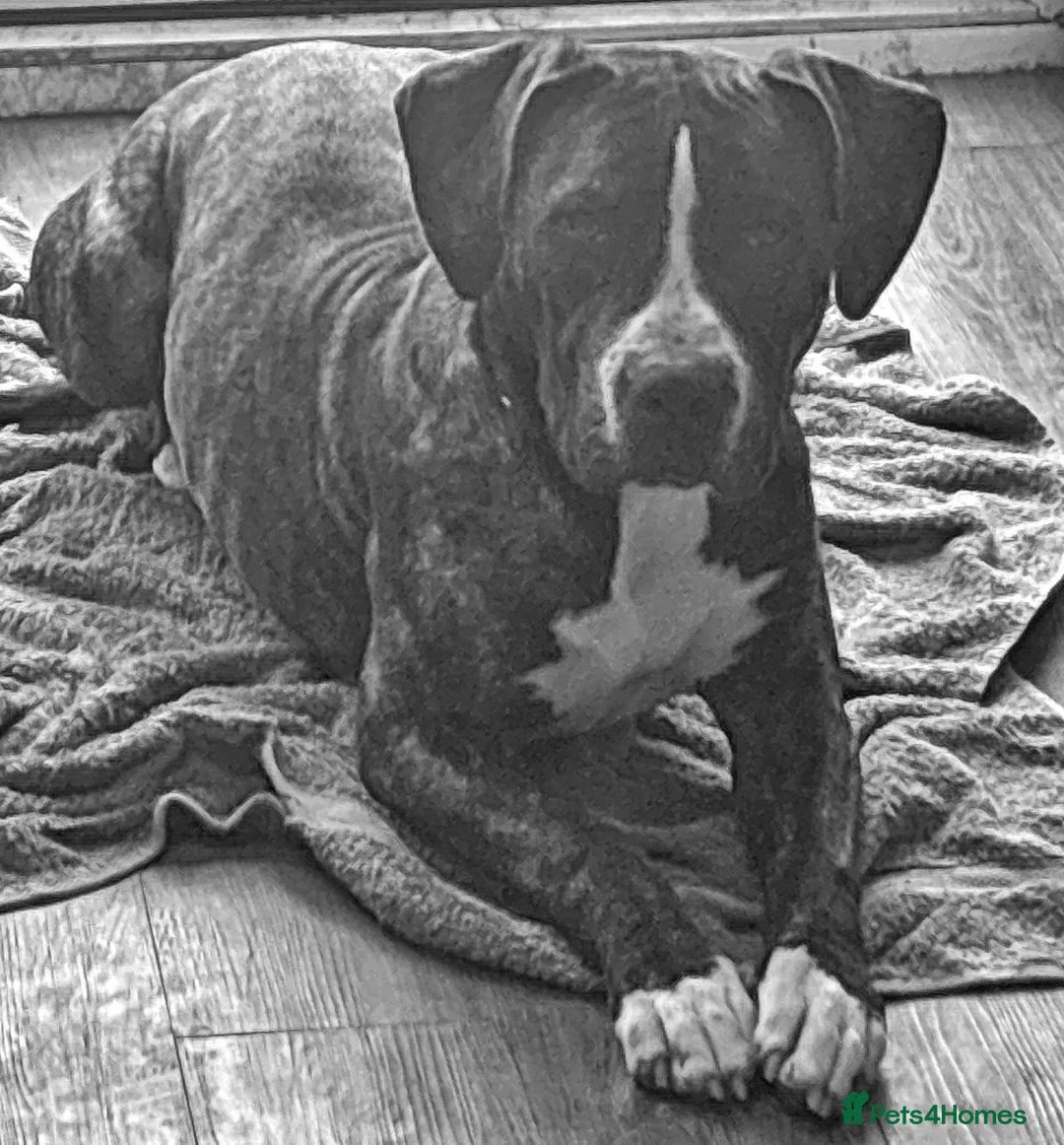 Mixed Breed dogs for sale: BEAUTIFUL BOXER X AMERICAN BULLDOG PUPPIES - Advert 9
