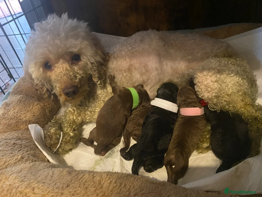 Toy Poodle dogs for sale: Beautiful litter of toy poodles  - Advert 1