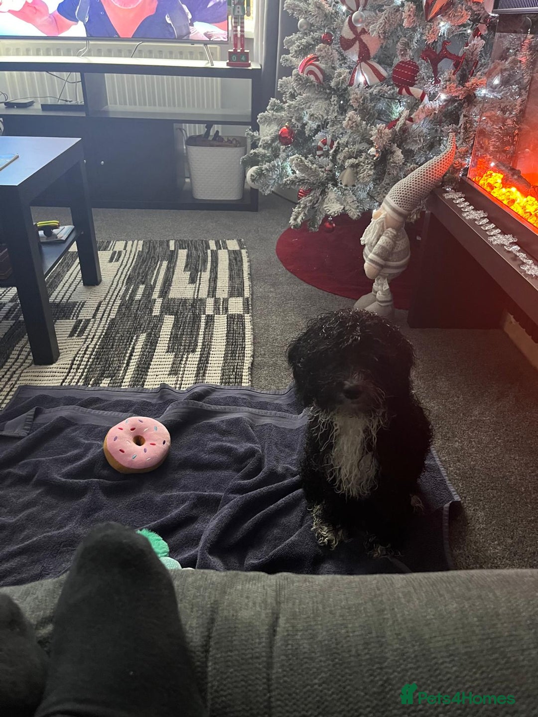 Cockapoo dogs for sale: Poppy - Advert 3