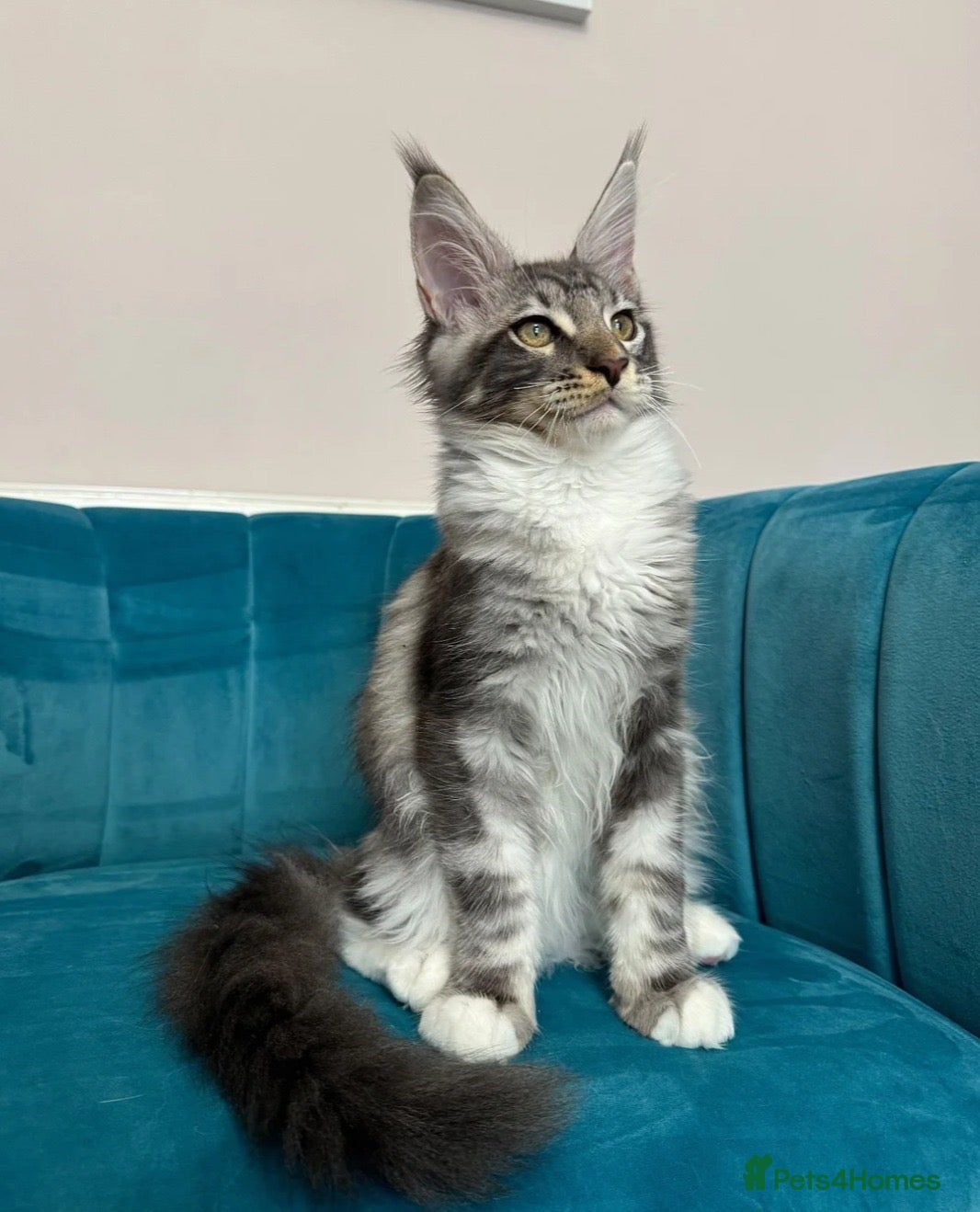 Maine Coon cats TICA Pedigree Registered Maine Coon Kittens - Advert 1